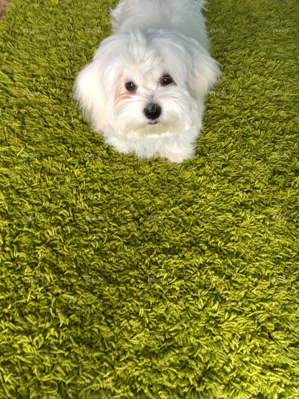 White fluffy on green carpet