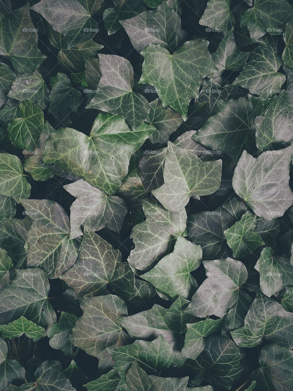 Green plant leafs close-up 