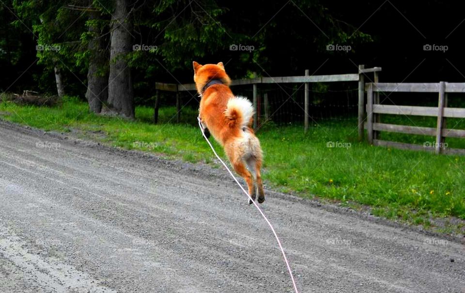 Dog jumping on road