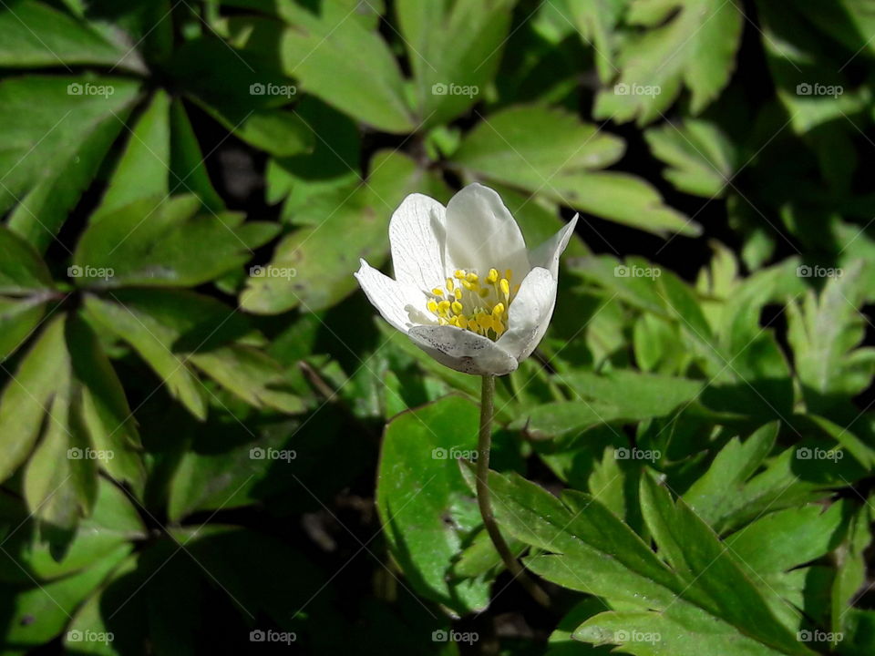 park spring time sun sunny colors colorful nature wild plants flowers amazing stunning cool nice weather hot lovely sky forest grass view splendid