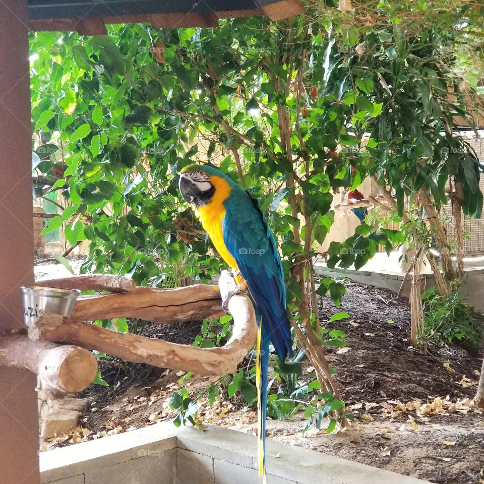Majestic Parrot