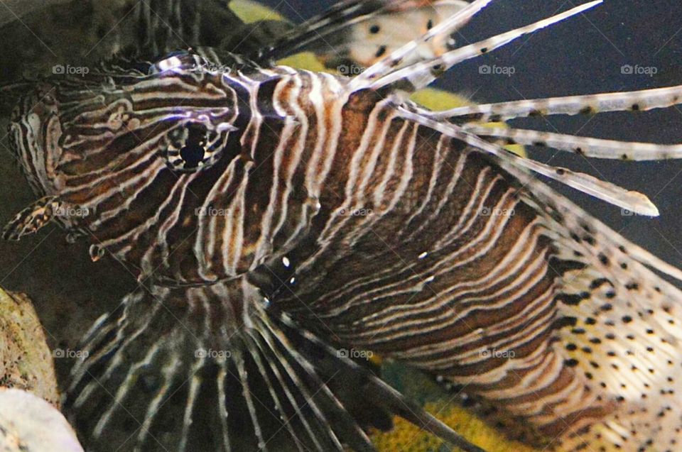 lion fish