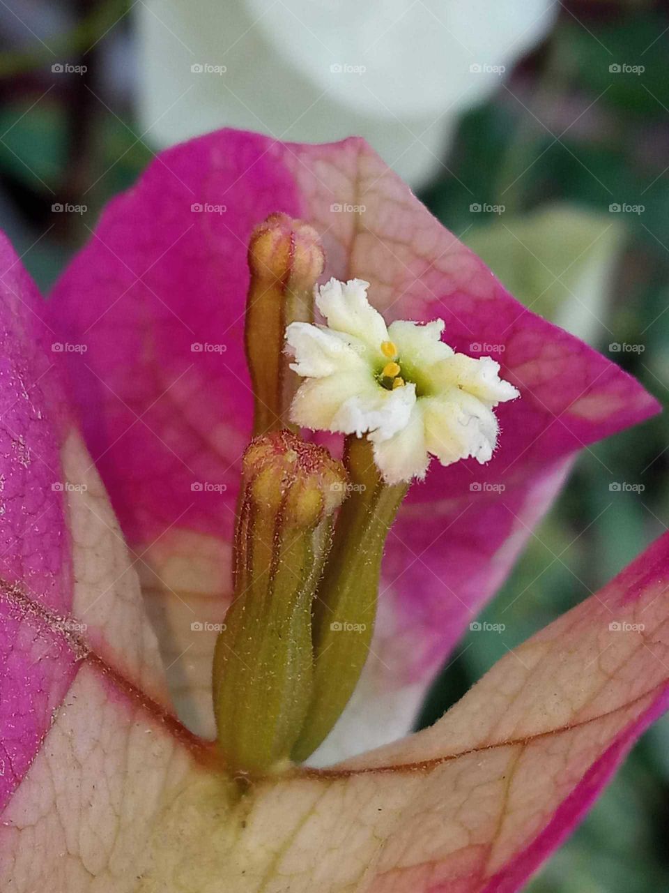 Bougainvillea Flowers 😍. #4