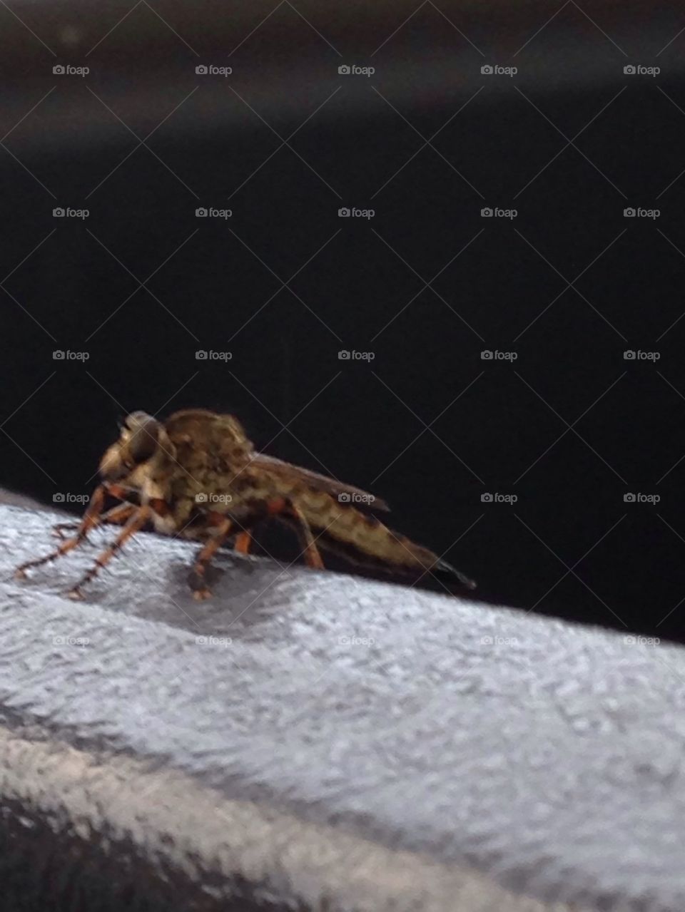 A bug