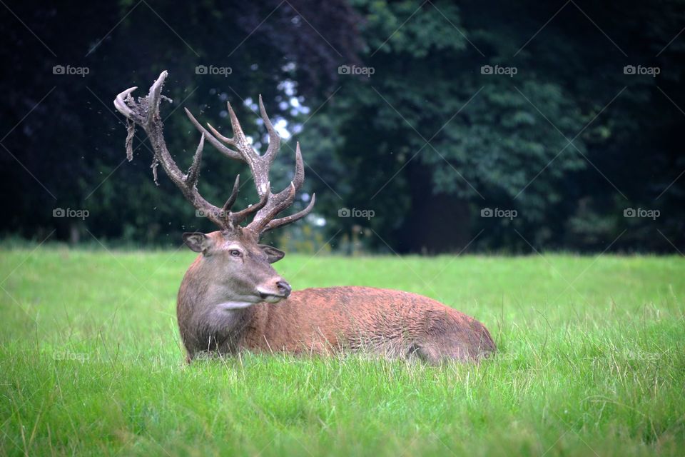 Red stag in Nottingham's Wollaton Hall and Deer Park