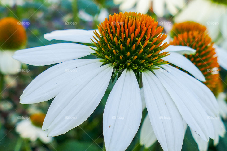 Echinacea pallida, pale purple coneflower