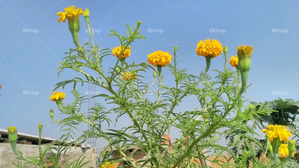 a beautiful merigold flowers in the garden.