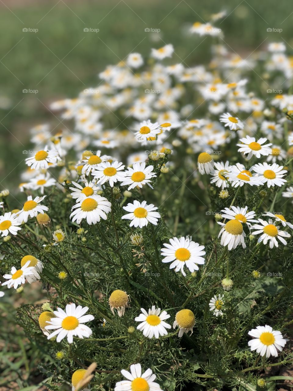 Field of daisies