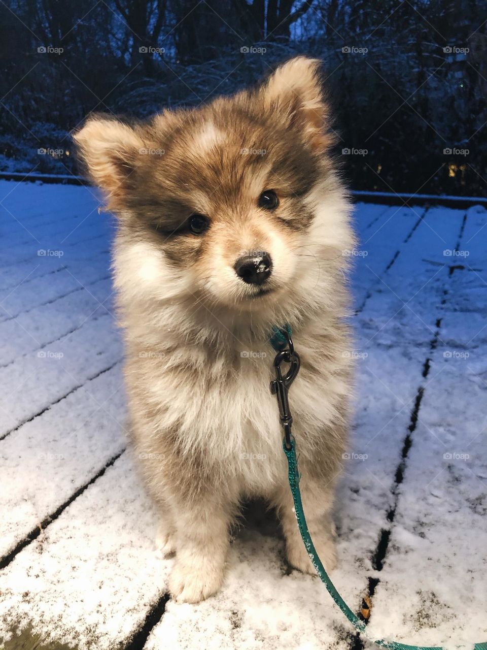 Portrait of a young Finnish Lapphund puppy 