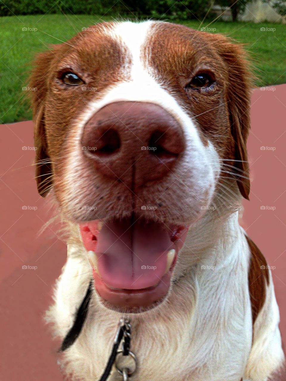 Portrait of dog with sticking out tongue