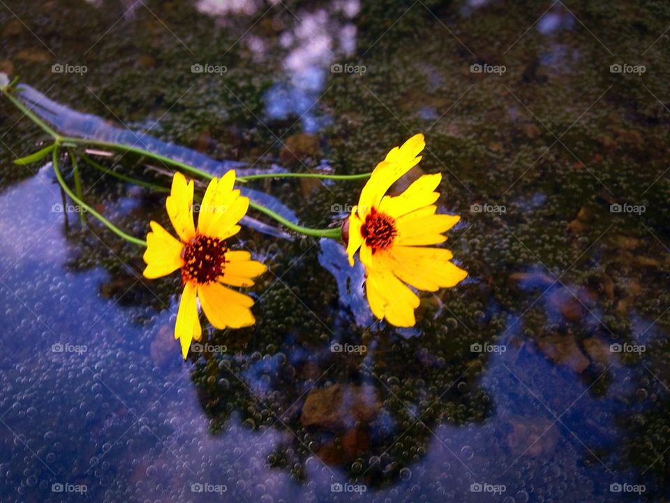 Flowers in puddle