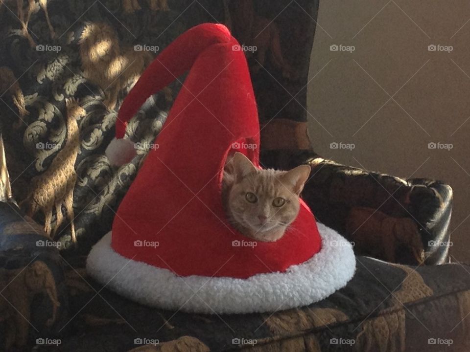 Cat in Santa Hat