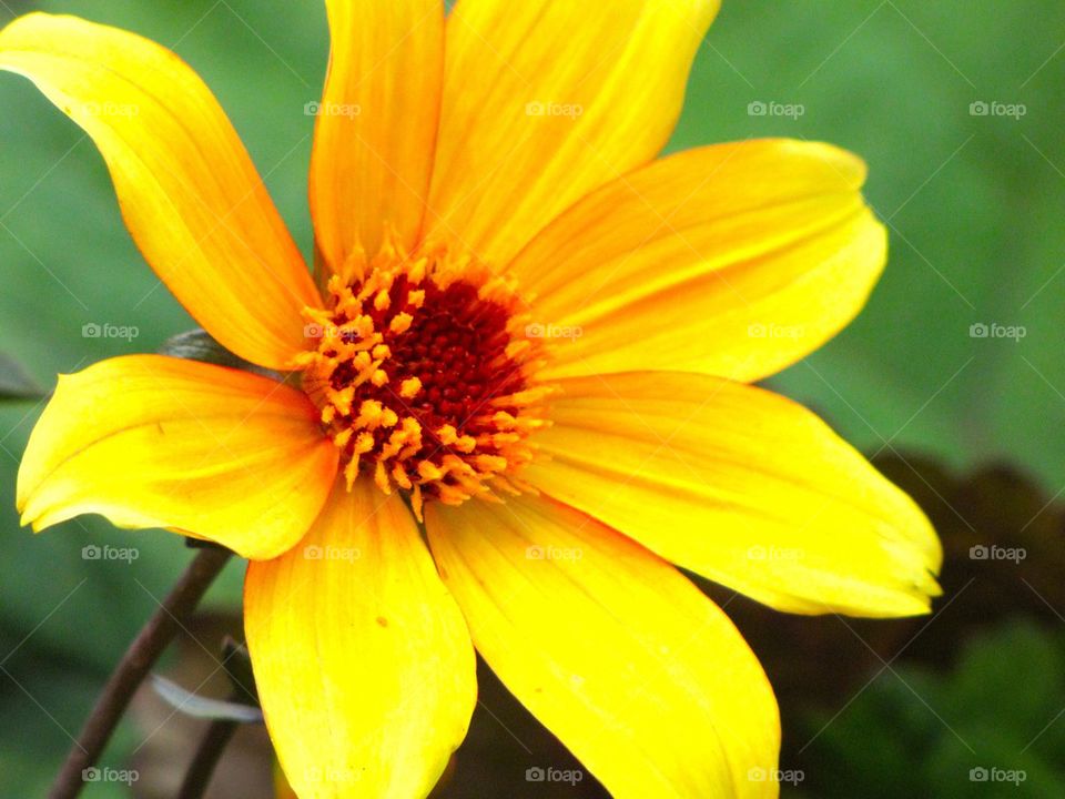 Yellow Flower