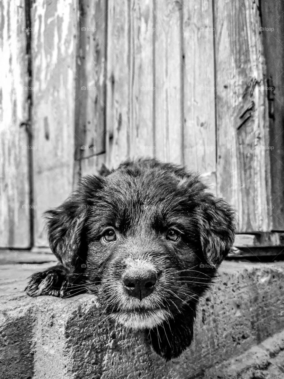 alittle bubby 🐶🐕 in B & W shot with my smartphone Xiaomi Redmi note 9s.  EDIT by lightroom mobile