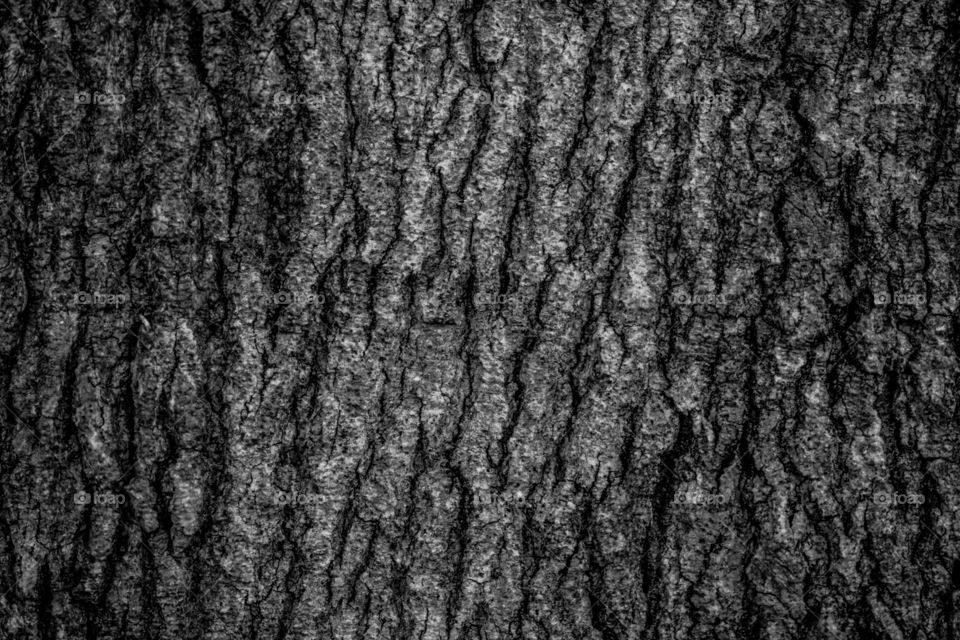 Close up Trunk of tamarind tree, Gray Background