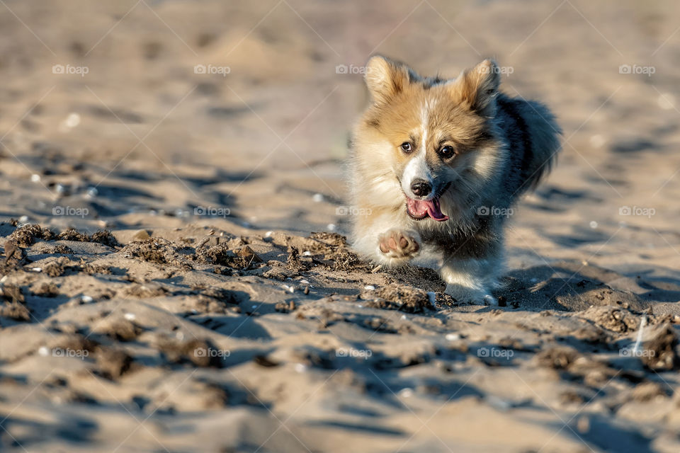 at sunset, young Welsh Corgi fluffy runs around the beach and plays in the sand