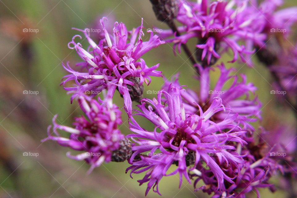 Pretty Purple plant flowers Bloom blossom growing Green micro pollen season