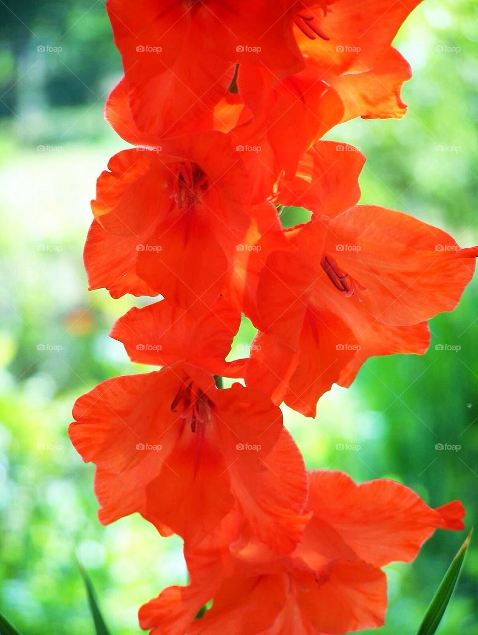 Red Flowers