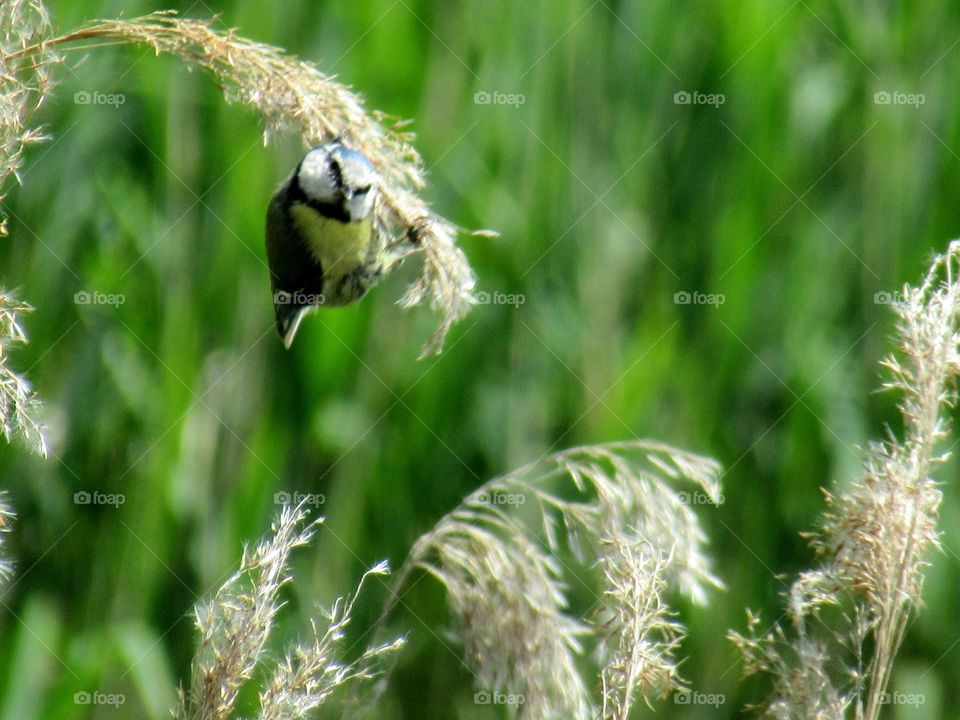 Blue tit doing a balancing act amongst the long grass