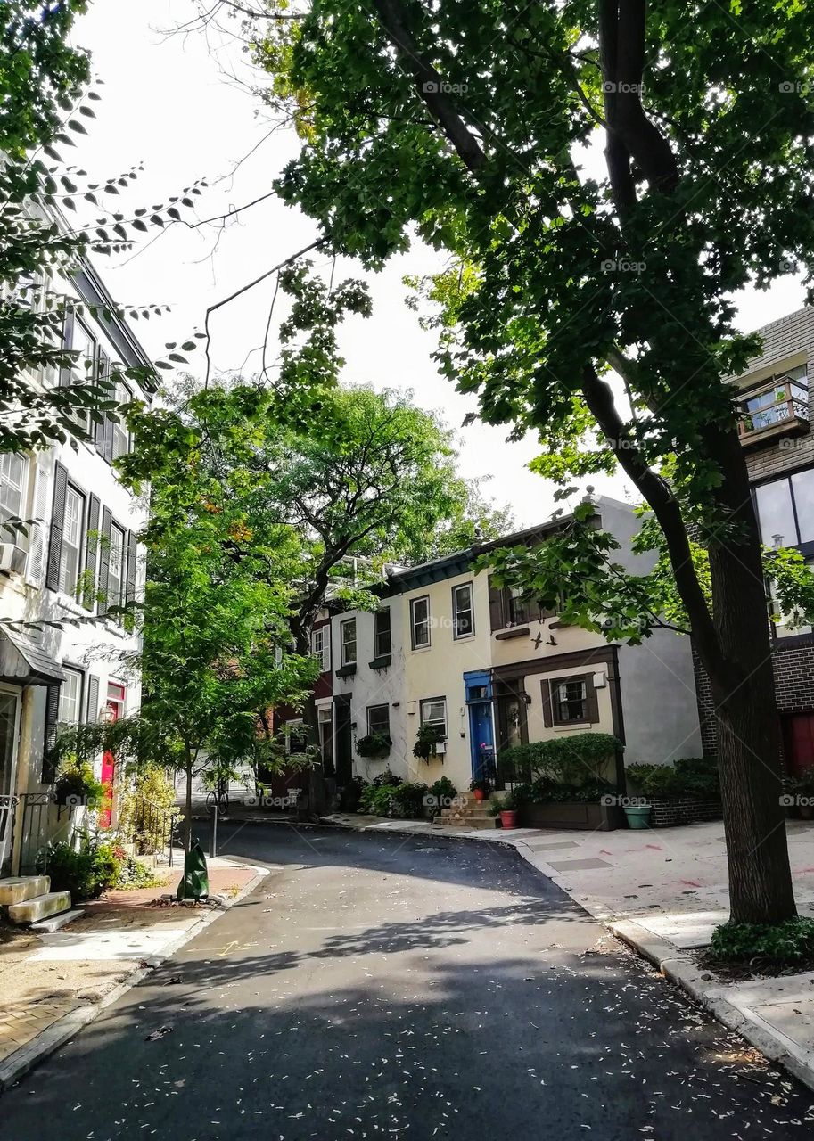 Urban nature: plants