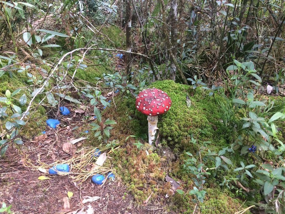 Big red fungus