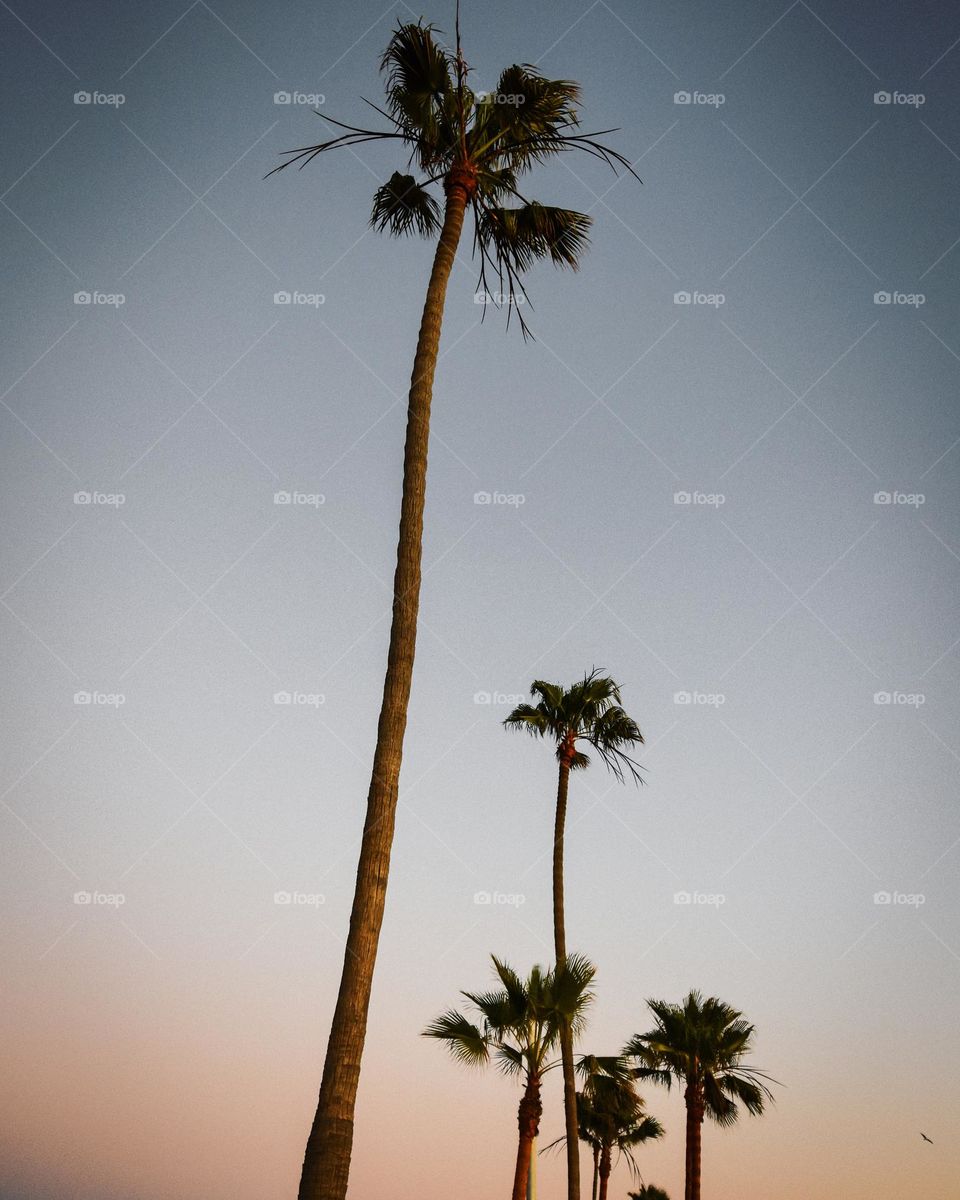 Palm trees are silhouetted by the dusky sky