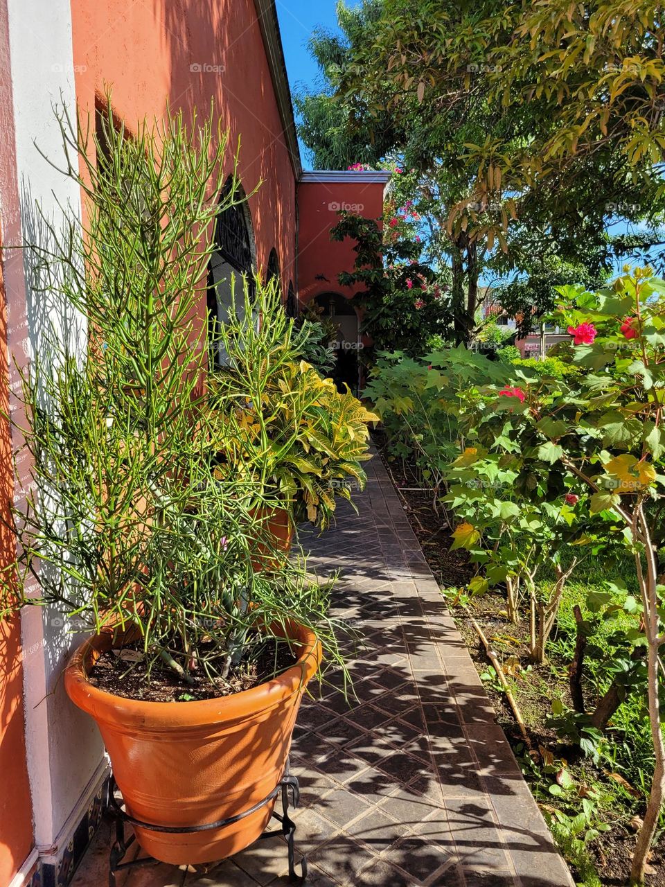 plantas y ciudad