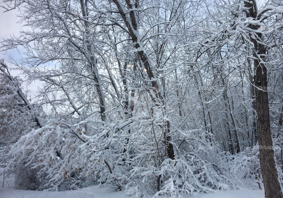 Winter Winderland. Minnesota Snow