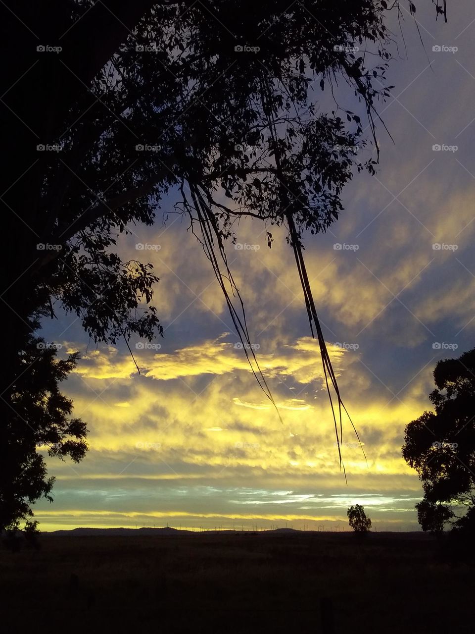 a spectacular sunset with trees in the foreground