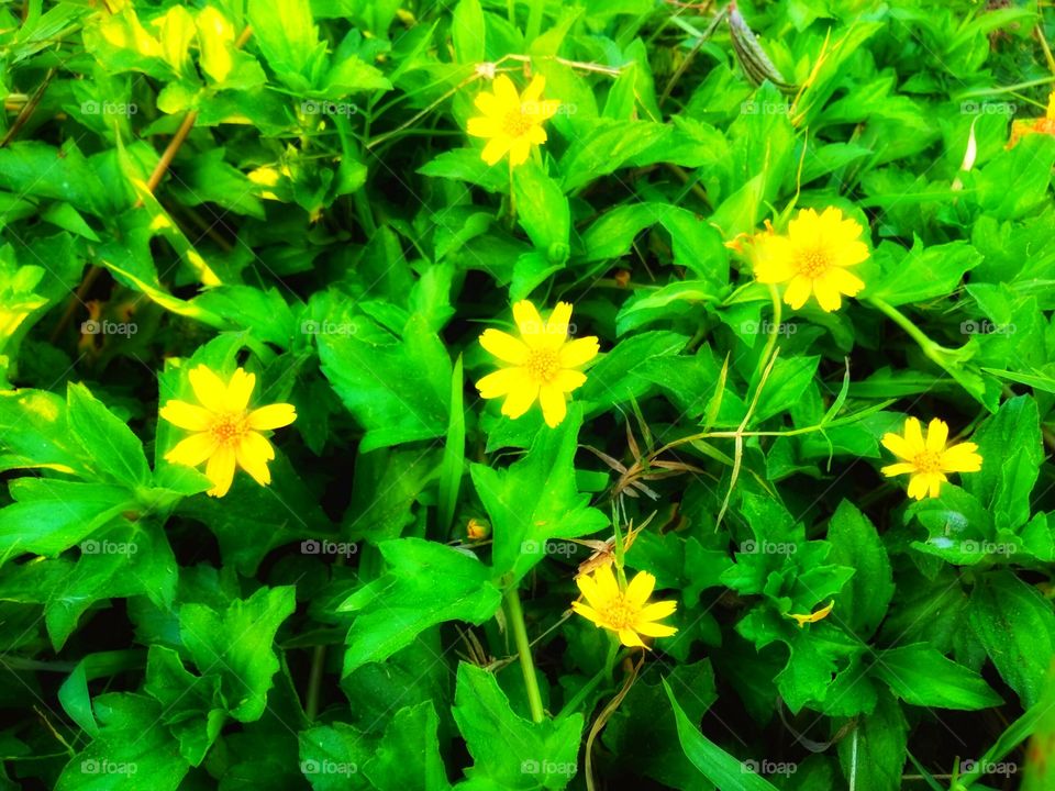Flowers in the lawn garden