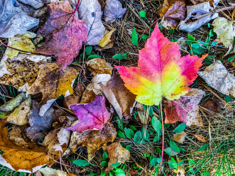 Leaf that fall from groun