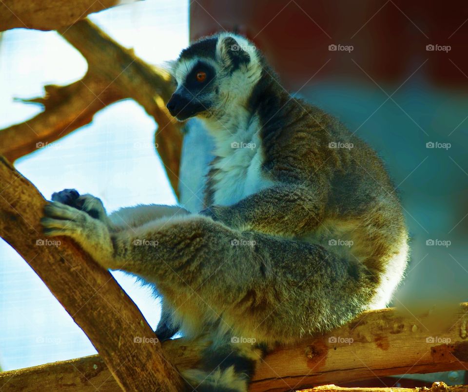 Meerkat sitting on branch