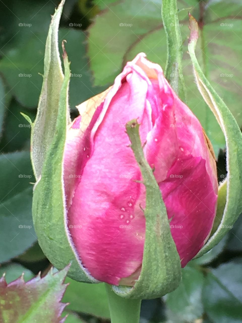 Budding rose