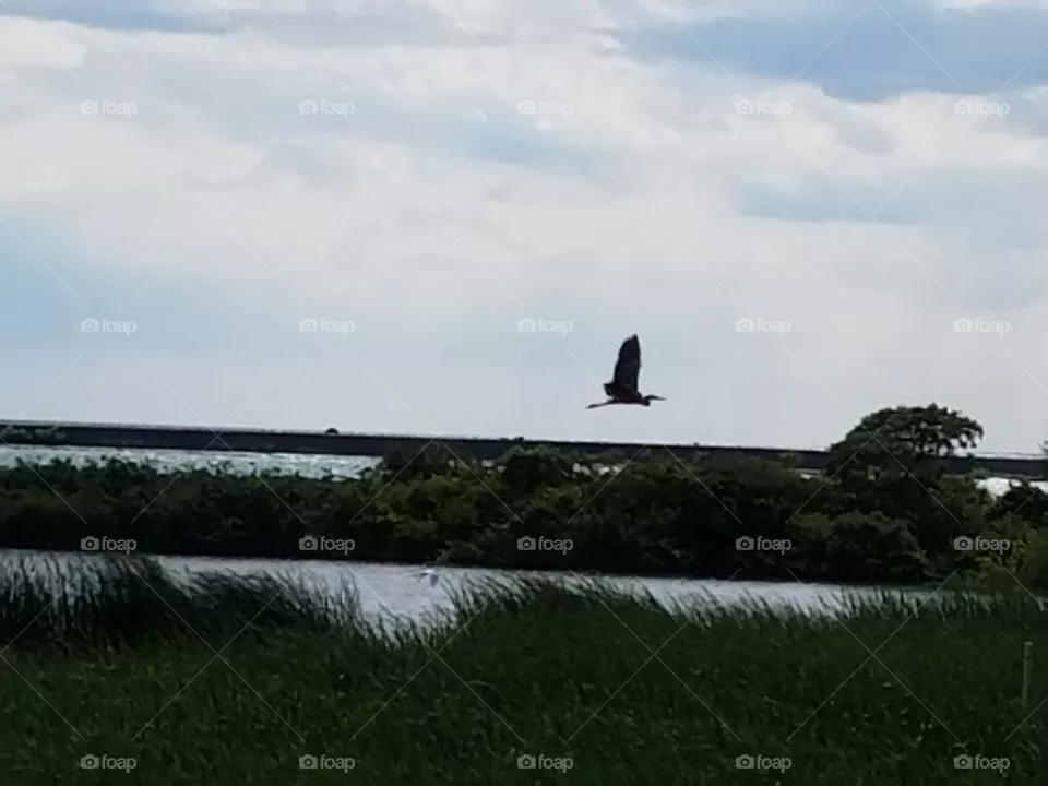 Blue heron