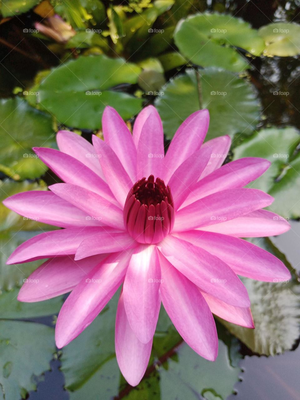 Lotus 🌷