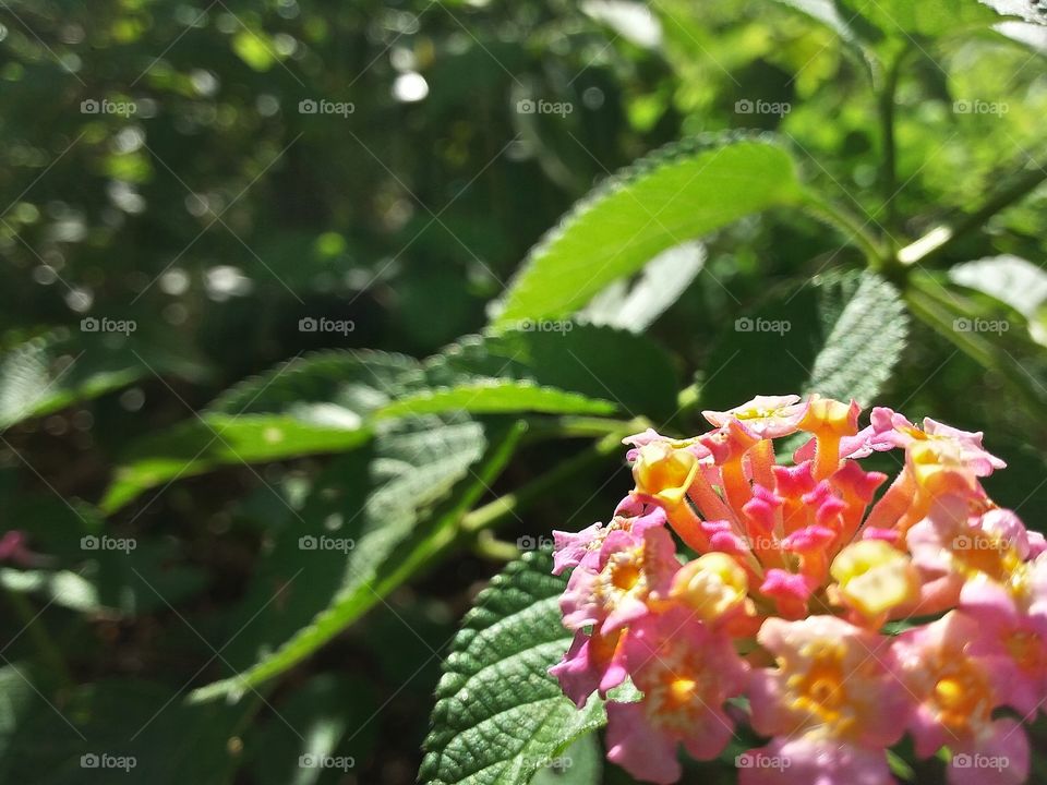 beautiful morning flower at Mount Cakil, Donorojo, Indonesia