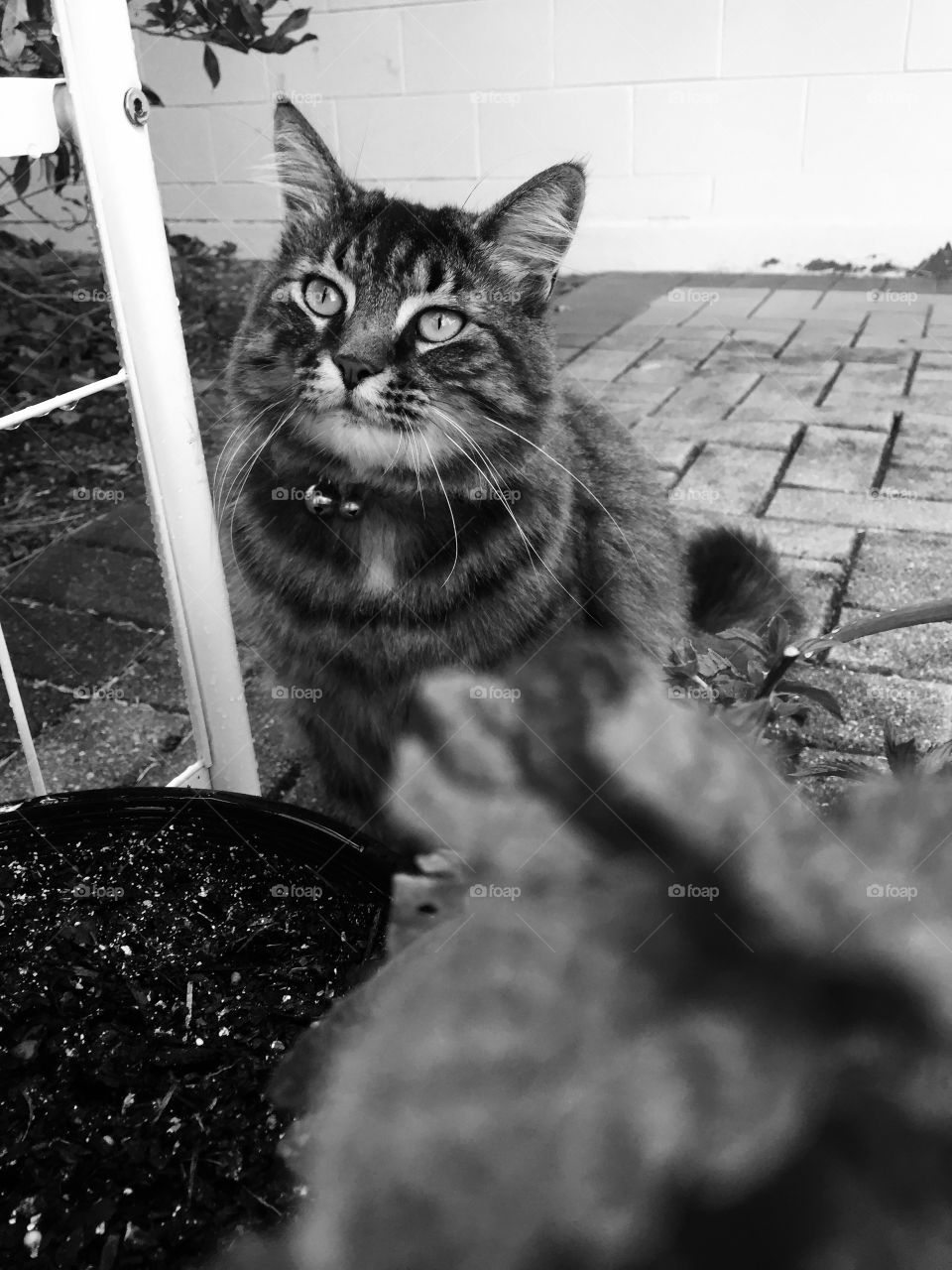 Dreaming of a bigger jungles