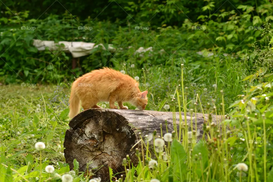 cat