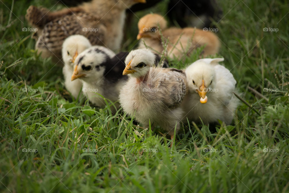 chicks eating  corn grains