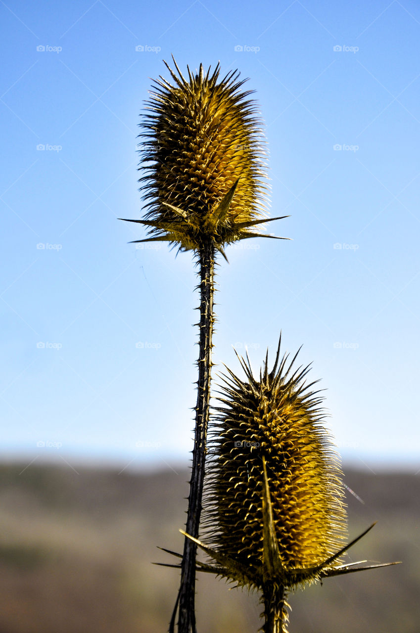 Nature, Flora, Flower, No Person, Prickly