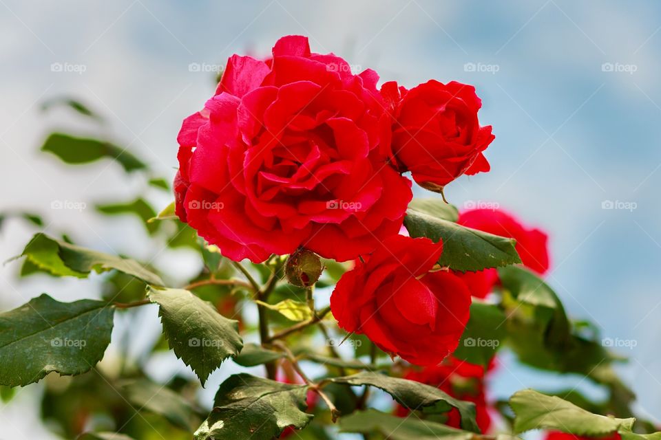 Beautiful red roses against blue sky