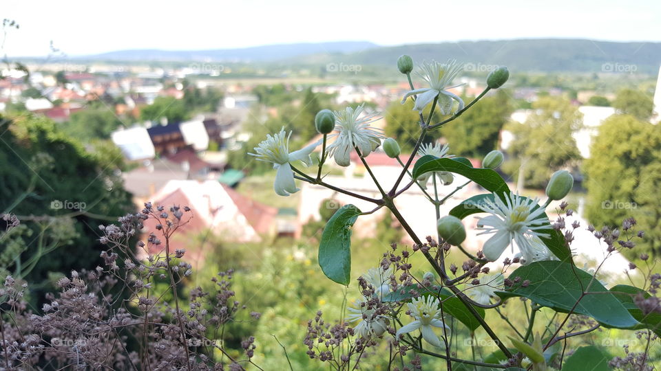 Flowers and a View