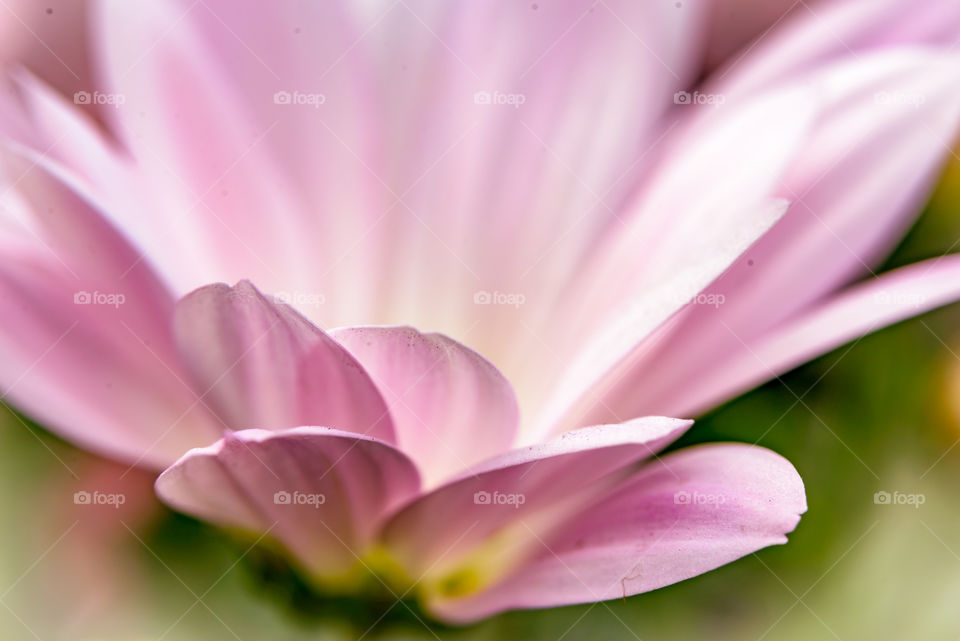 Macro shot of a pink daisy with front leaves in focus and shallow depth of field