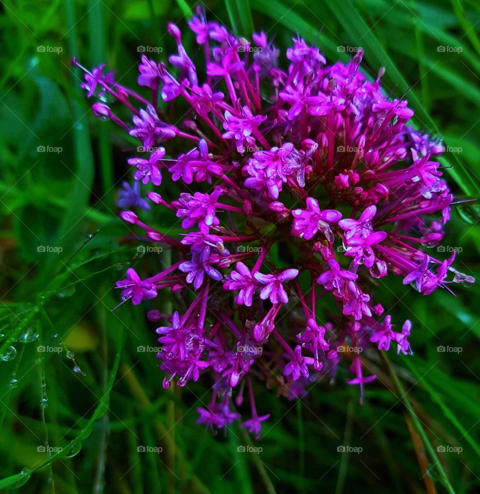 A wild cluster of flowers replenished after a sun shower beautiful crimson and white.