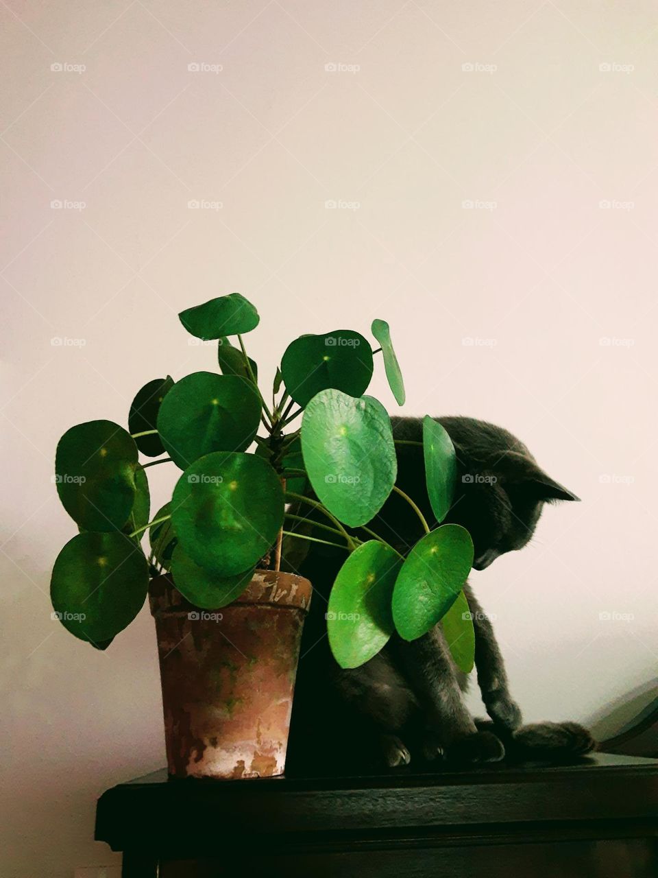 cat and a pilea plant