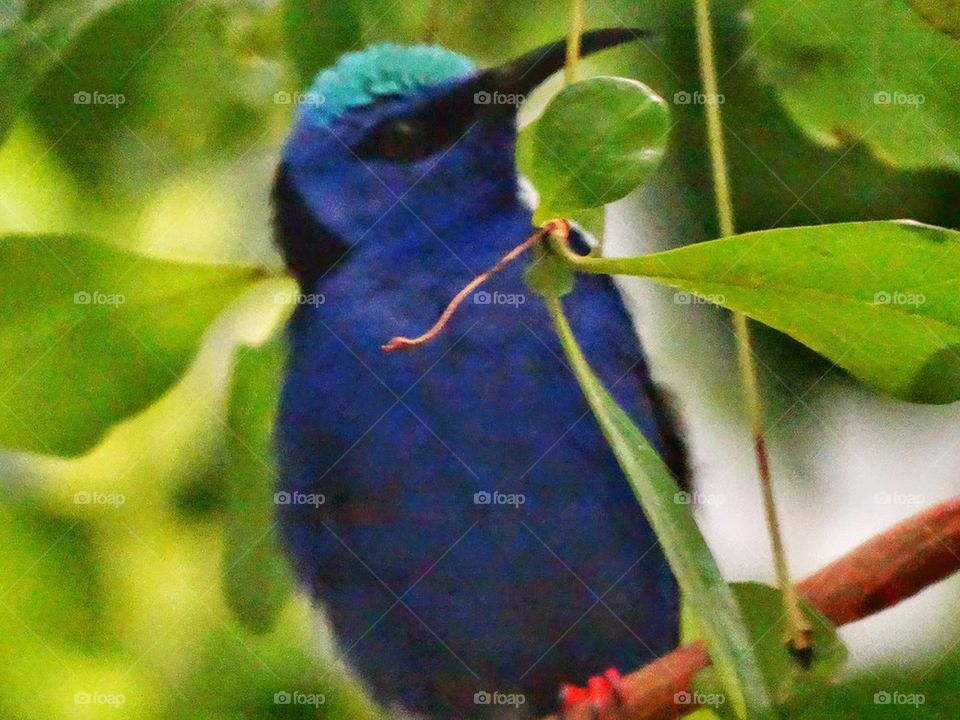 Beautiful Hummingbird In The Rainforest
