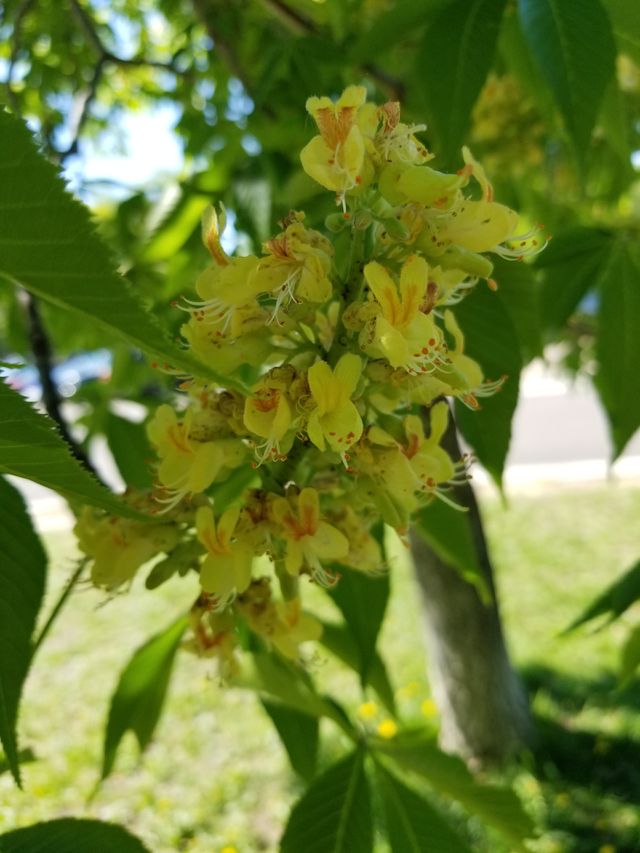 buituful plant