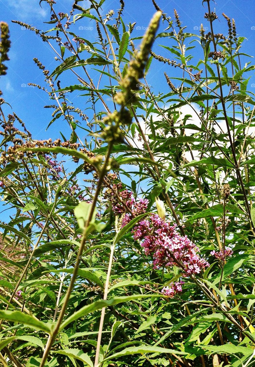 sky green nature grass by hannahdagogo