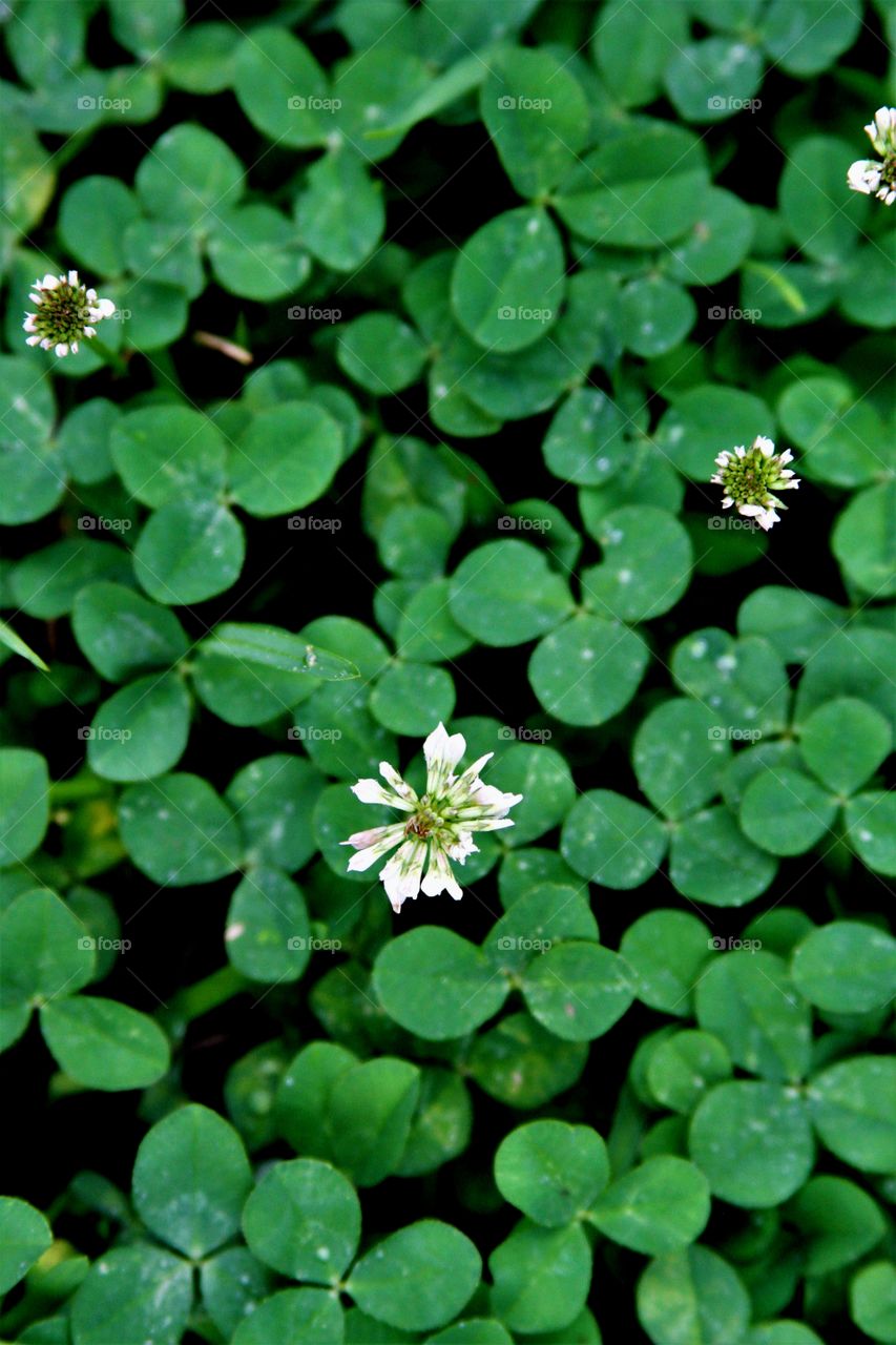 clover field... green and white.