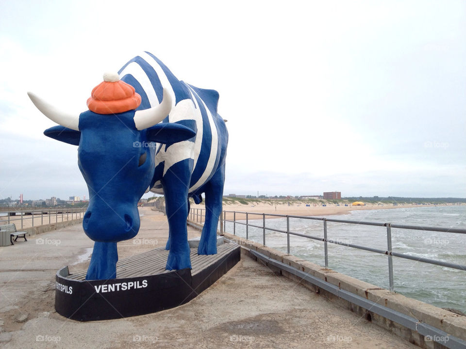 beach latvia sea cow by ips